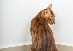 S TEMI dejanji nevede prizadenete vašo mačko