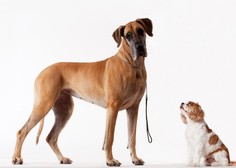 Zakaj manjši psi živijo dlje od večjih?