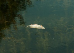 Zakaj je v reki Pšati poginilo več rib?