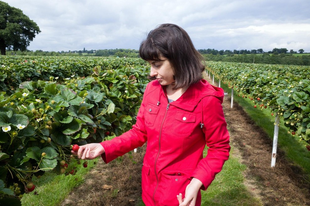 V Veliki Britaniji HUDO pomanjkanje sezonskih delavcev iz Vzhodne Evrope: kdo jih je zamenjal? (foto: Profimedia)