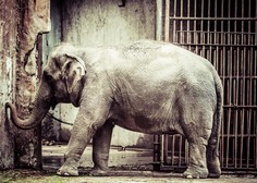 Sodišče odločilo: TAKA je usoda slončice Happy