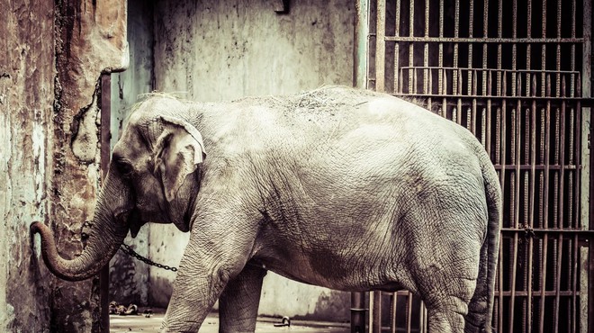 Sodišče odločilo: TAKA je usoda slončice Happy (foto: Profimedia)