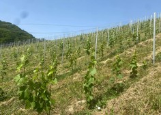 Znanemu vinarju v Sloveniji ukradli 4000 vinskih trt! In to se ni zgodilo prvič