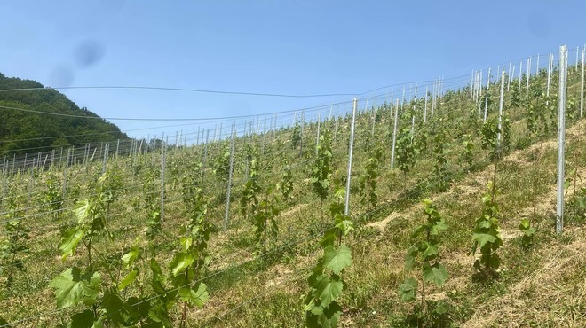 Znanemu vinarju v Sloveniji ukradli 4000 vinskih trt! In to se ni zgodilo prvič (foto: Facebook/Vina Mak - Stolni vrh)