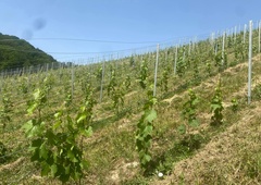 Znanemu vinarju v Sloveniji ukradli 4000 vinskih trt! In to se ni zgodilo prvič