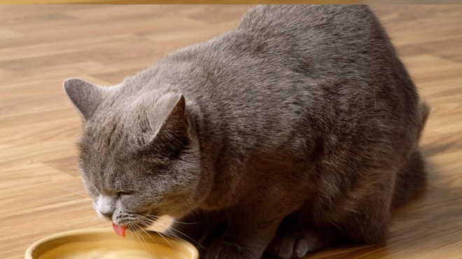 TAKO spodbudite mačko, da bo spila več vode (foto: Profimedia)