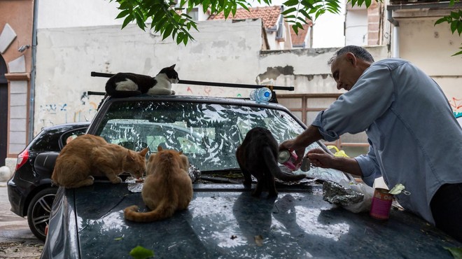 V razgretem avtomobilu našli kar 47 mačk –  KAJ se je zgodilo? (foto: Profimedia)