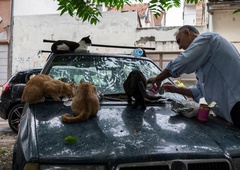 V razgretem avtomobilu našli kar 47 mačk –  KAJ se je zgodilo?