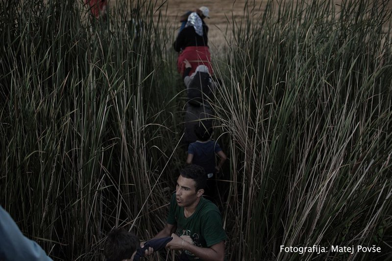 Skupina beguncev iz Sirije in Palestine, srbsko-madžarska meja, julij, 2015