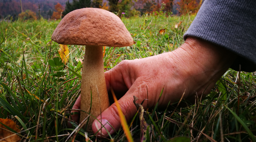 Nasveti za vse navdušene gobarje: kam po gobe? (foto: Bobo)
