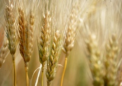 Rusi trdijo, da so Ukrajinci namerno požigali polja pšenice