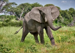 Slon do smrti poteptal žensko, potem pa pridivjal še na njen pogreb