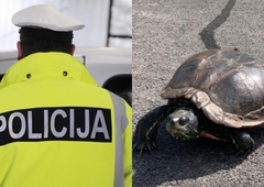 Slovenski policisti navdušili s fotografijo želve