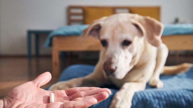 ZATO psu nikoli ne smete dati človeških zdravil (foto: Profimedia)