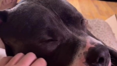 VIDEO: Pitbul, ki prede kot mačka? Preprosto morate ga spoznati