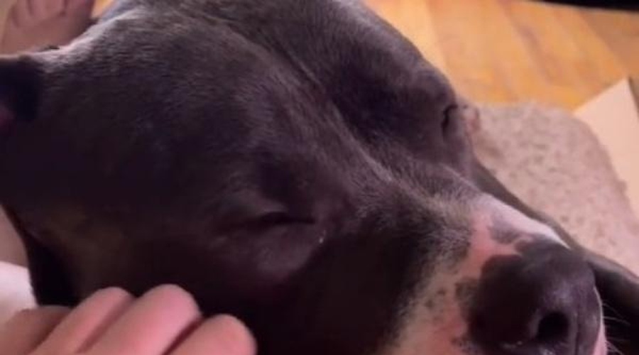 VIDEO: Pitbul, ki prede kot mačka? Preprosto morate ga spoznati (foto: Beth Clark/Instagram)