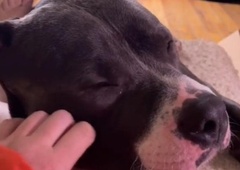 VIDEO: Pitbul, ki prede kot mačka? Preprosto morate ga spoznati