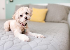 TAKO poskrbite, da bo vaš dom varen za psa