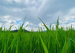 Pozor, na vidiku so nevihte! Bo zopet klestila toča?