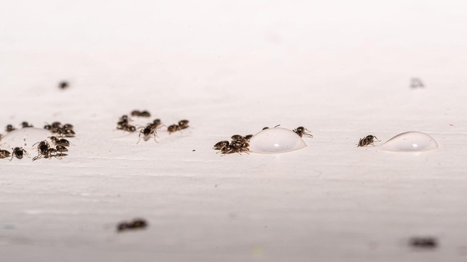 TAKO preprečite mravljam, da bi prišle v vaš dom (foto: Profimedia)