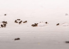 TAKO preprečite mravljam, da bi prišle v vaš dom