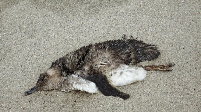 Našli na stotine poginulih pingvinov – KAJ se dogaja? (foto: Profimedia)