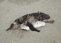 Našli na stotine poginulih pingvinov – KAJ se dogaja?