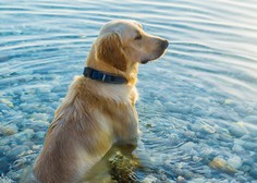 Ne boste verjeli, kako nevarno je, če VAŠ pes pije slano morsko vodo!