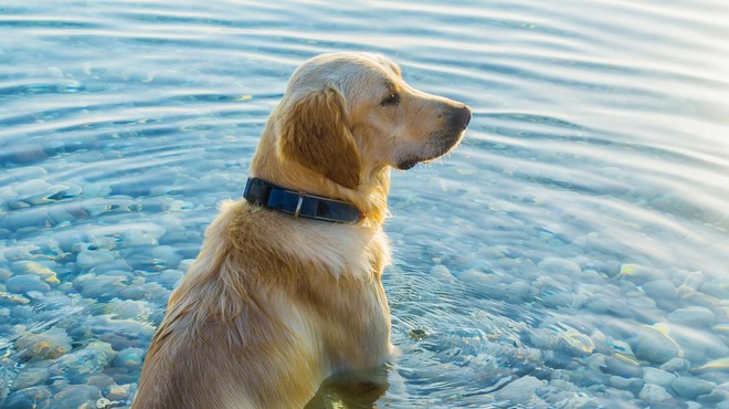 Ne boste verjeli, kako nevarno je, če VAŠ pes pije slano morsko vodo! (foto: Profimedia)