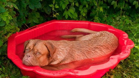 Veterinarji svarijo: ''Če ste v dvomu, potem je odgovor NE'!'