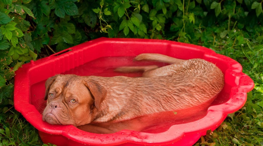 Veterinarji svarijo: ''Če ste v dvomu, potem je odgovor NE'!' (foto: Profimedia)
