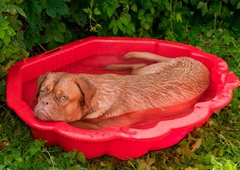 Veterinarji svarijo: ''Če ste v dvomu, potem je odgovor NE'!'