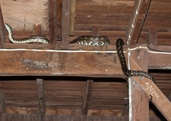 Nezaželjena gostja: mamo z dvema otrokoma v stanovanju presenetila kača