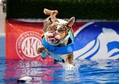 FOTO: Spoznajte angleškega buldoga, ki naravnost obožuje vodo! Njegovi izrazi med skoki vas bodo zagotovo nasmejali