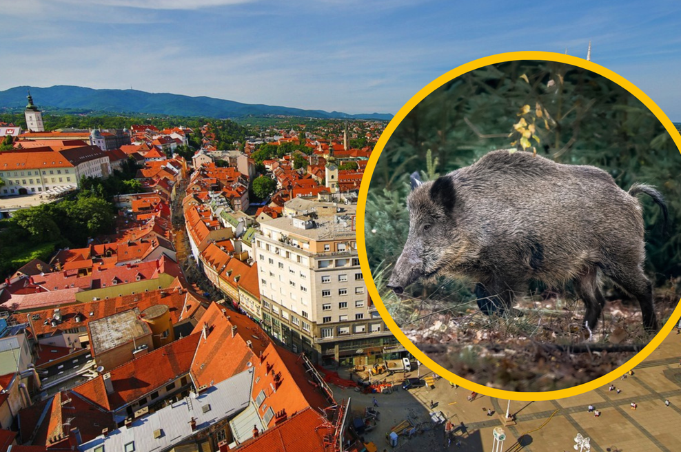 Tega preprosto ne boste verjeli: po prestolnici naših sosedov pustošijo krdela divjih svinj (foto: Profimedia/fotomontaža)
