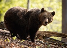 Nad Vrhniko kamera ujela medveda: nas mora biti strah?