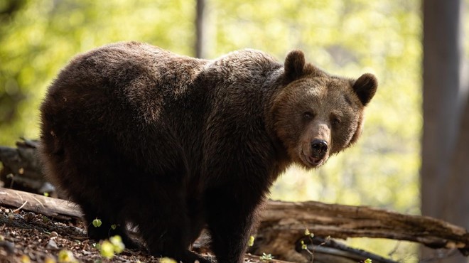 Nad Vrhniko kamera ujela medveda: nas mora biti strah? (foto: Profimedia)