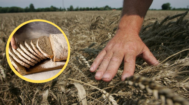 Bo velikim podražitvam kruha sledilo še pomanjkanje domače pšenice? (foto: Profimedia/fotomontaža)