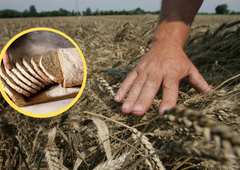 Bo velikim podražitvam kruha sledilo še pomanjkanje domače pšenice?