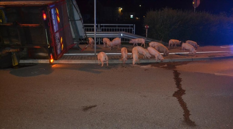 Policisti sredi Celja lovili pobegle prašiče (foto: PU Celje)