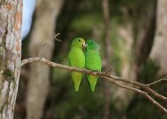 Te papige imajo nekaj skupnega s človeškimi malčki