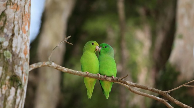 Te papige imajo nekaj skupnega s človeškimi malčki (foto: Profimedia)