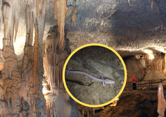 Je človeška ribica res v nevarnosti?