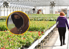 Krive naraščajoče cene živil? Poglejte, kaj kradejo iz vrtnarij