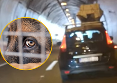 VIDEO: Lahko verjamete? Psa prevažal kar na strehi avtomobila