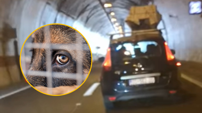 VIDEO: Lahko verjamete? Psa prevažal kar na strehi avtomobila (foto: Profimedia/Facebook Zdenka Laser Boras/posnetek zaslona/fotomontaža)
