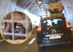 VIDEO: Lahko verjamete? Psa prevažal kar na strehi avtomobila