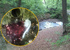 Ljubljanski potok močno onesnažen! V njem so našli več sto litrov kurilnega olja