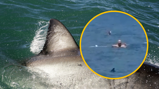 VIDEO: Saj ni res, pa je! Med kopalce priplaval še en morski pes (foto: Profimedia/Posnetek zaslona/Twitter EHA News/fotomontaža)