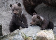 Iznajdljivo: poglejte, kako medvedji mladiči uživajo na naravnem toboganu